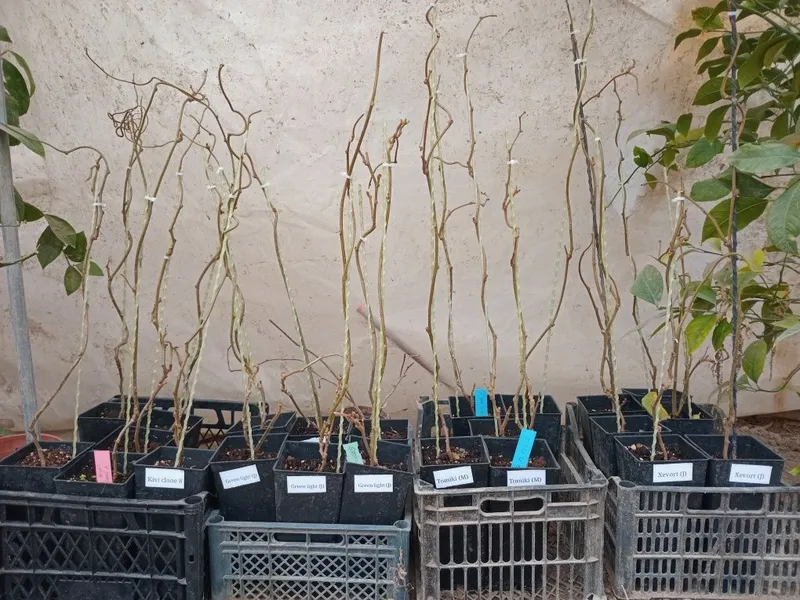 Banan kivi zaytun uzum galubik arbuts kuchatlari bor — фото 6