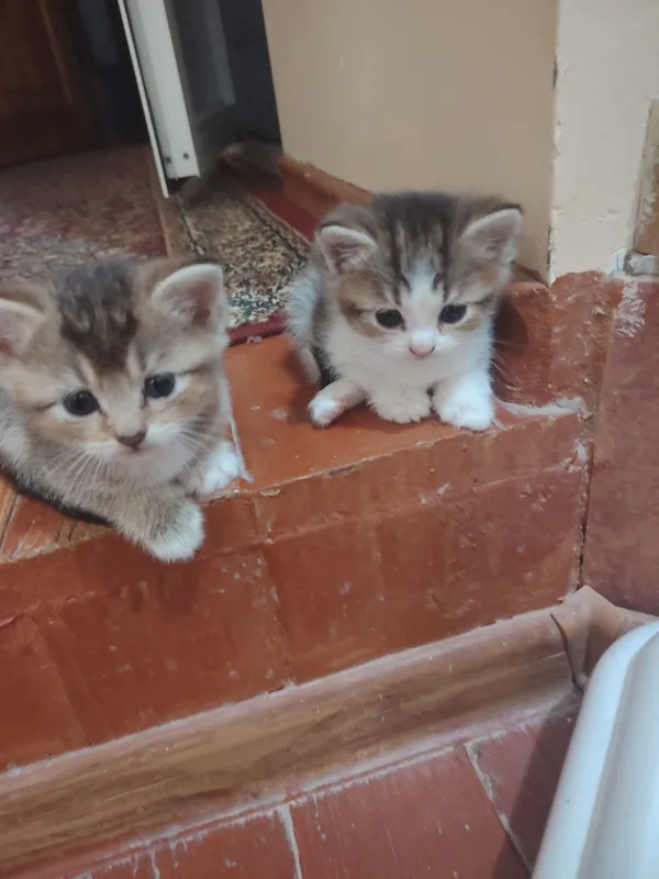 Котята продаются 3 Котята продаются 3
