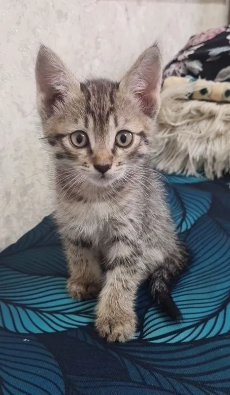 Отдам котёнка-мальчика Отдам котёнка-мальчика