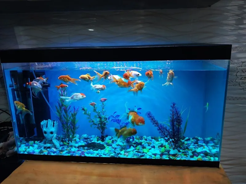 Akvarium ichidagi xamma narsa qoʻshib beriladi baliqlar xam 1 Akvarium ichidagi xamma narsa qoʻshib beriladi baliqlar xam 1