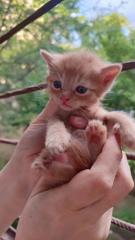 Котятки ребятки в добрый дом, в добрые ручки!!! — фото 4 Котятки ребятки в добрый дом, в добрые ручки!!! — фото 4