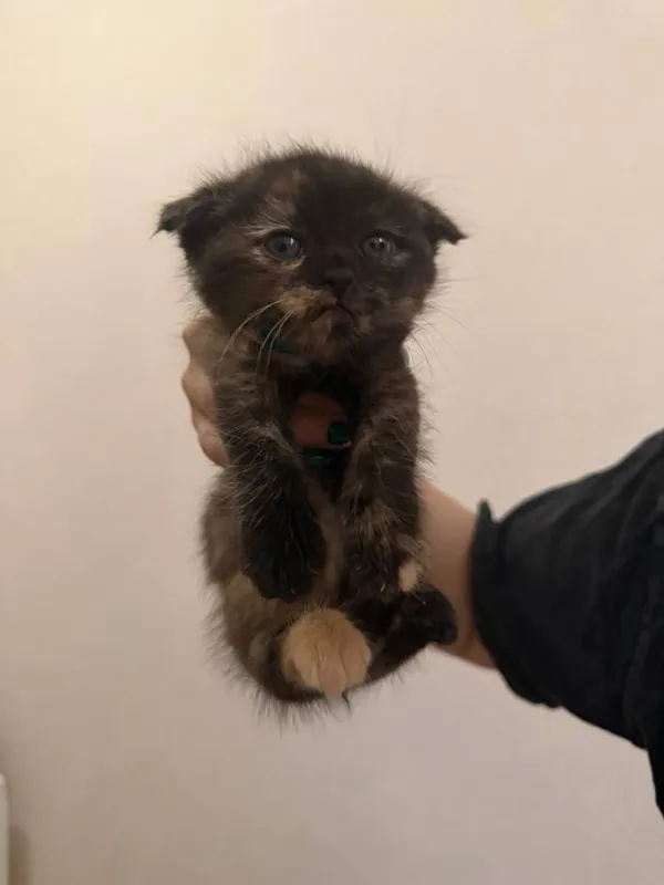 Котенок , 2 месяца отдам даром в хорошие руки Котенок , 2 месяца отдам даром в хорошие руки