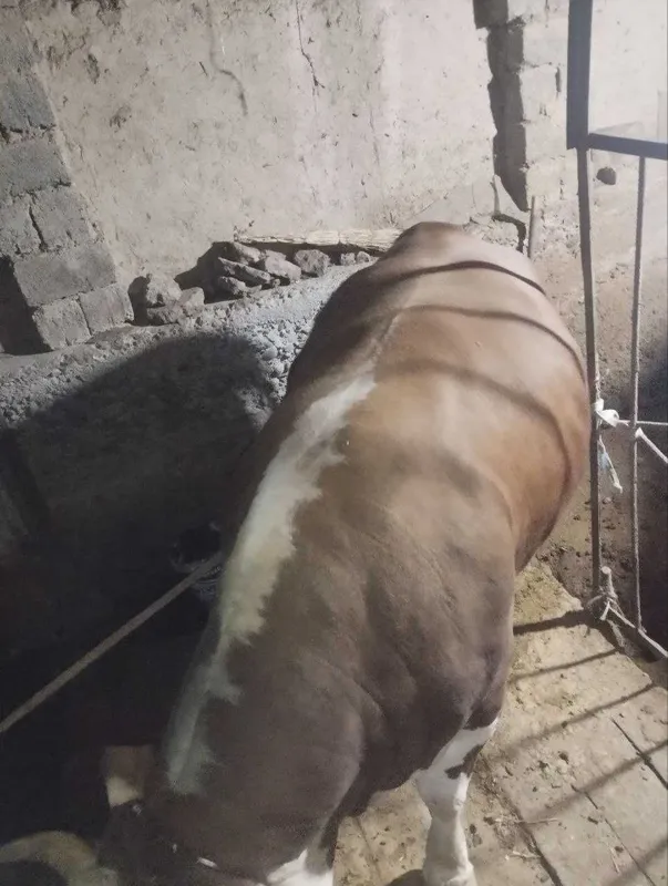 Sog‘lom va yaxshi boqilgan buqa sotiladi — фото 1