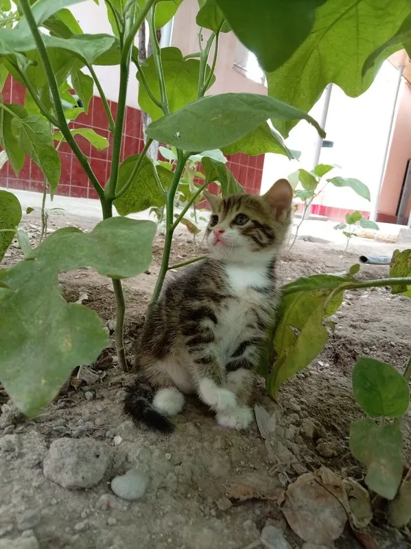 Отдам котёнка в добрые руки 2 Отдам котёнка в добрые руки 2