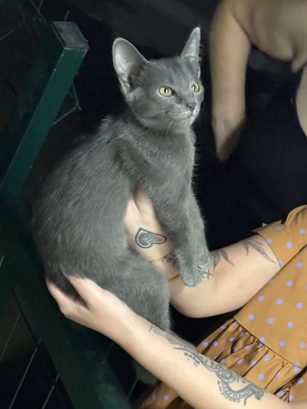 Отдаю в добрые руки котенка 2