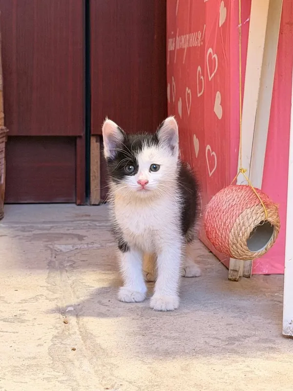 Котятки в добрые руки 2 Котятки в добрые руки 2