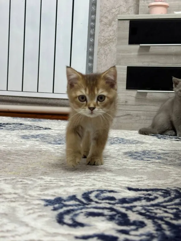 Очаровательные котята ищут дом 6 Очаровательные котята ищут дом 6