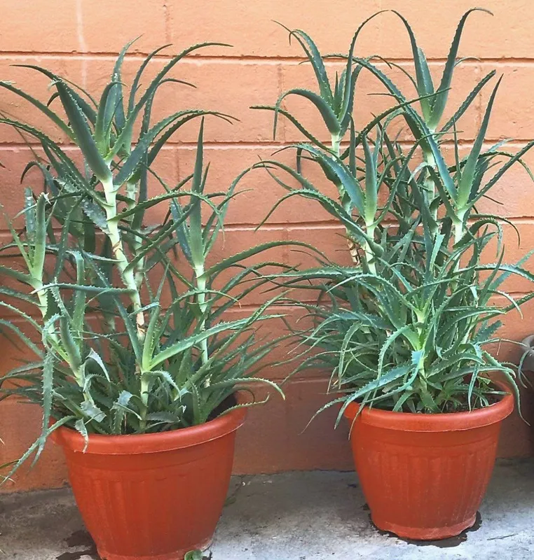 Aloe gullari tuvaki bilan 1 Aloe gullari tuvaki bilan 1