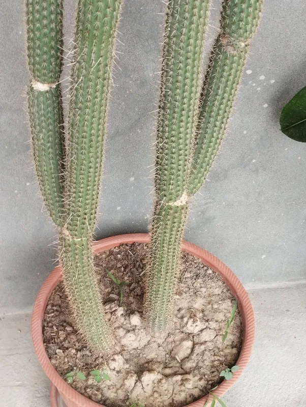 Nomi - Peruvian Apple Cactus (Cereus repandus). — фото 2