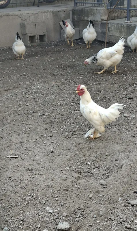 Продаётся японский петух 2