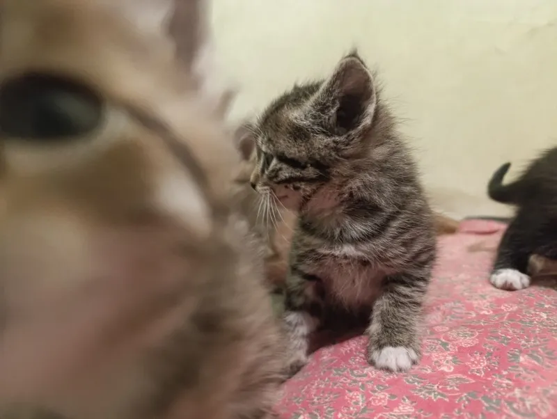 Отдам даром Котята