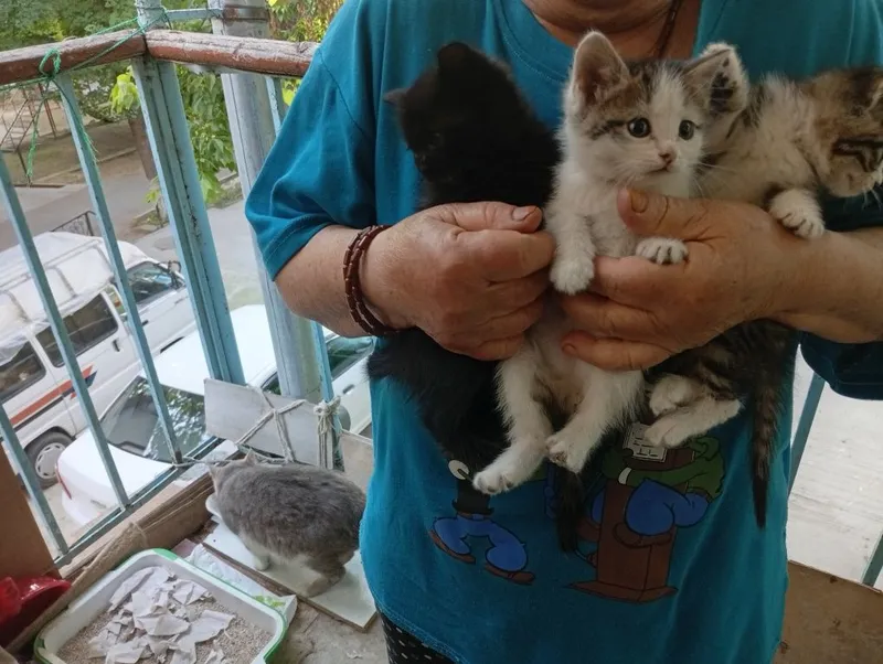 БЕСПЛАТНО котята домашние мальчики — фото 2