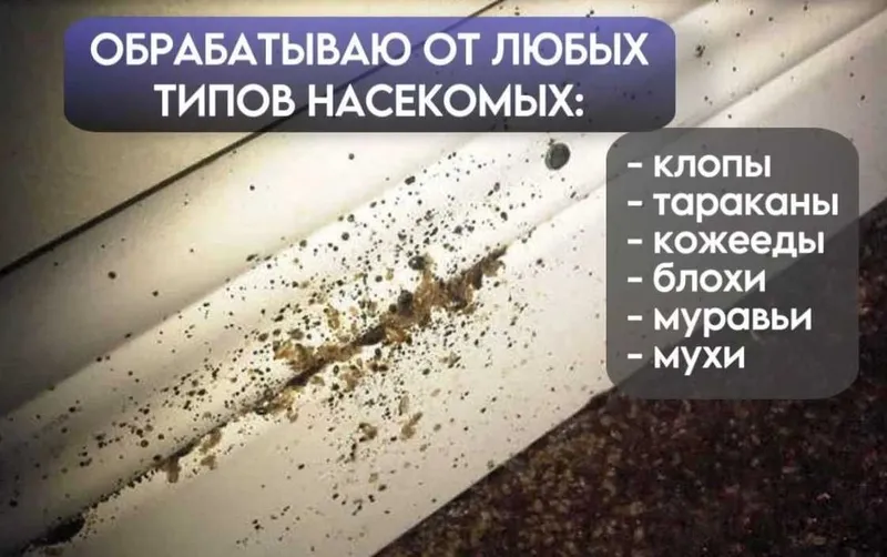 Уничтожение клопов | Дезинфекция хизмати | Клоп клапа таракан бурга — фото 4
