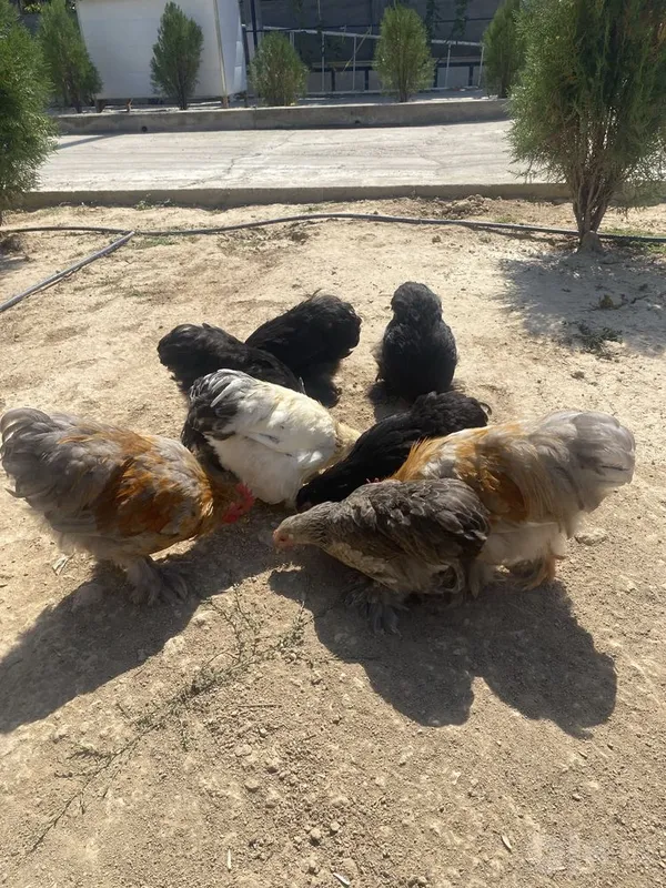 Choynak tovuq horozlar 1 Choynak tovuq horozlar 1