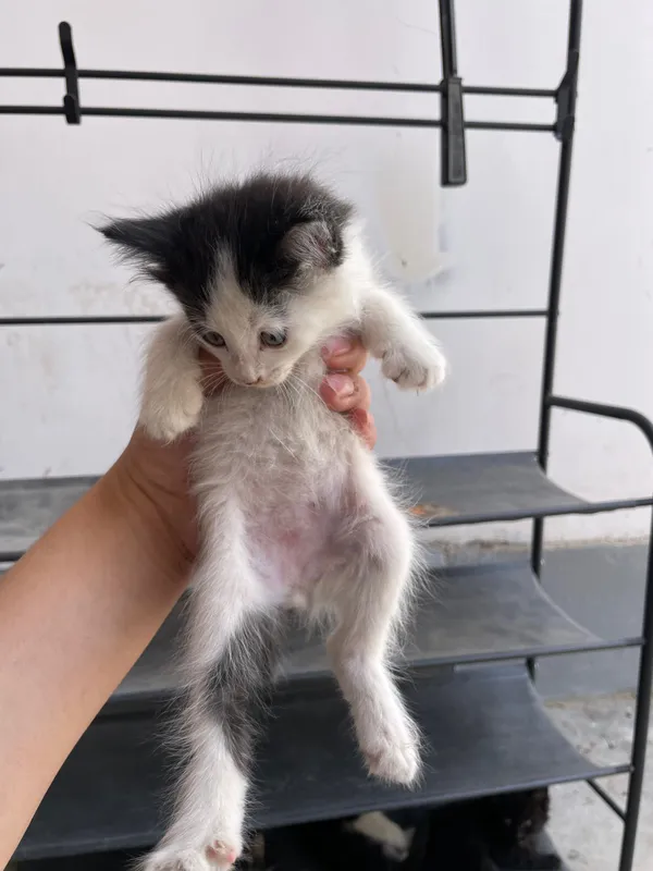 котята полтора-два месяца три мальчика одна девочка — фото 7 котята полтора-два месяца три мальчика одна девочка — фото 7