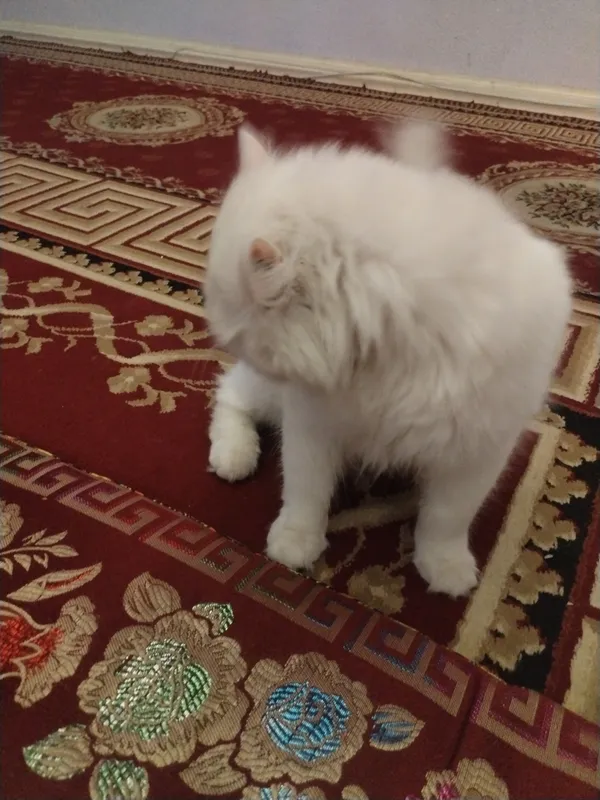 Zottor mushuk pushistik 1 Zottor mushuk pushistik 1