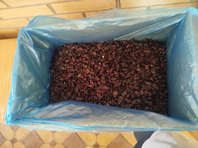 Закатока,чирик майиз. 1 Закатока,чирик майиз. 1