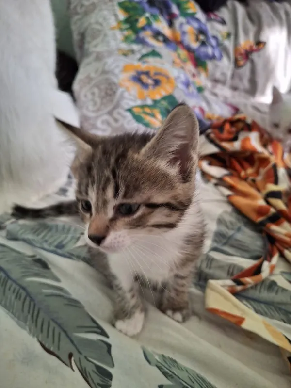 Котята мама Ангорка 3 Котята мама Ангорка 3
