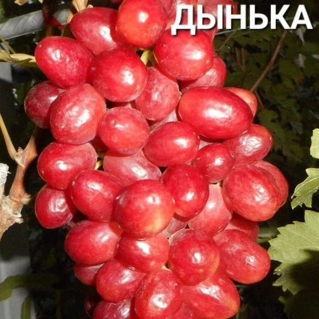 УЗУМ енг янги сортлари бор сортига кафолат берамиз — фото 4