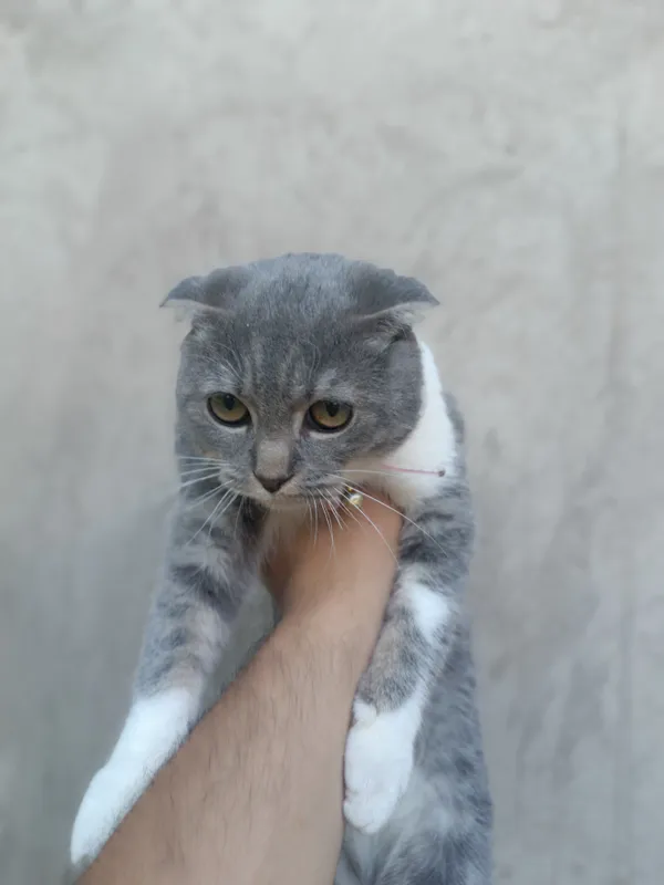 Mushuk   Zoti scotiah fold 8 oylik