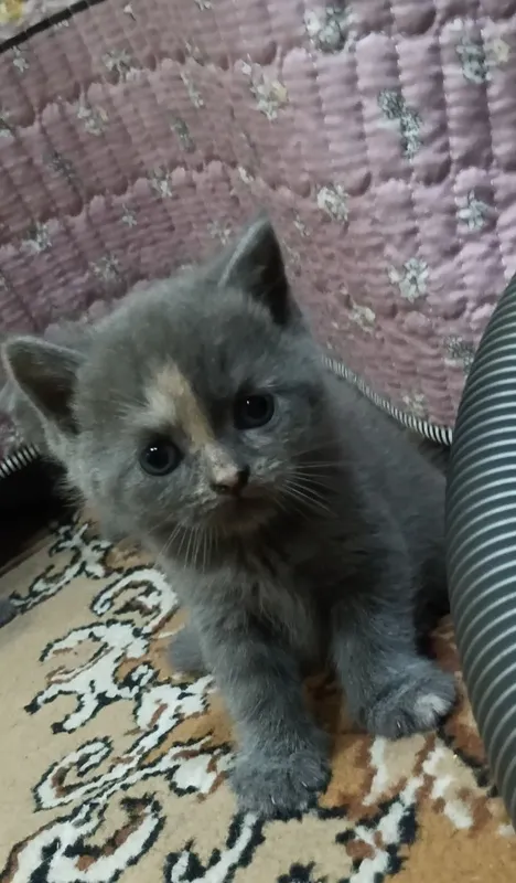 Продаются котята — фото 2