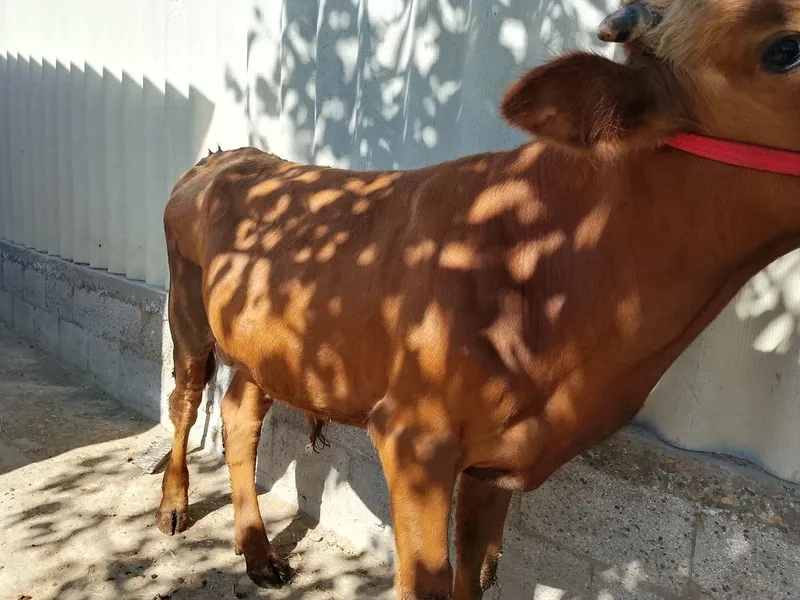 Zotdor buqa sotiladi. Yemga tayyor. Ferma moli.narxini yana kelishamiz 2 Zotdor buqa sotiladi. Yemga tayyor. Ferma moli.narxini yana kelishamiz 2