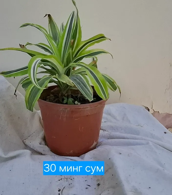 Продаются цветы в горшках, адрес: город Термез 9 Продаются цветы в горшках, адрес: город Термез 9