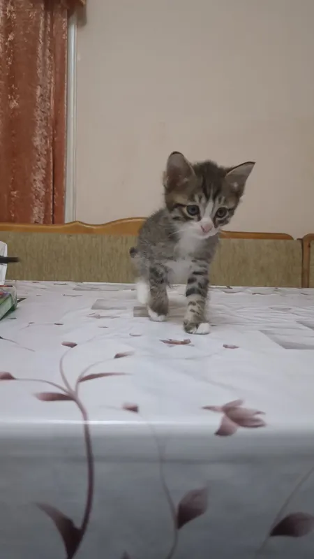 котята бесплатно в добрые руки 6 котята бесплатно в добрые руки 6
