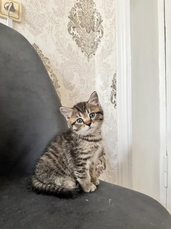 Скоттиш страйт сотилади — фото 1