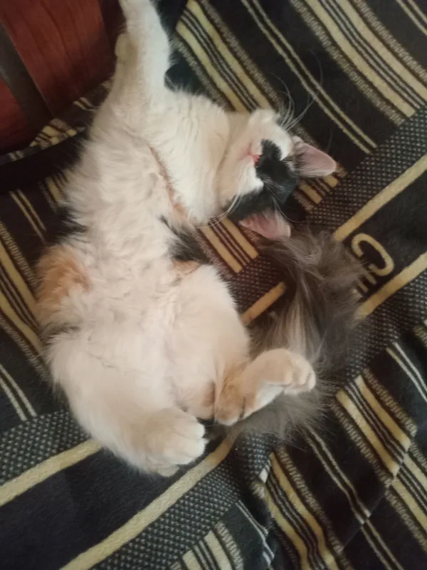 кошки 1 кошки 1