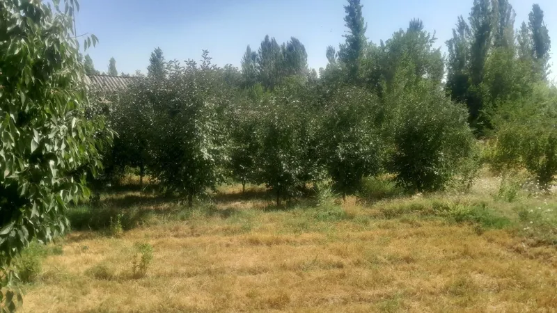 Yer sotildi uyimizni yarimi 10 sotig sotigi 10 ming kelishildi — фото 3 Yer sotildi uyimizni yarimi 10 sotig sotigi 10 ming kelishildi — фото 3
