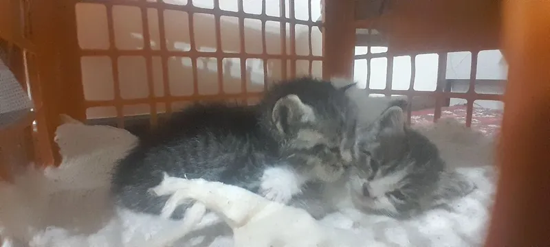 котята ищат добрые руки — фото 1