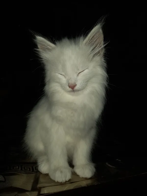 Turk angorasi ug‘l 4 Turk angorasi ug‘l 4