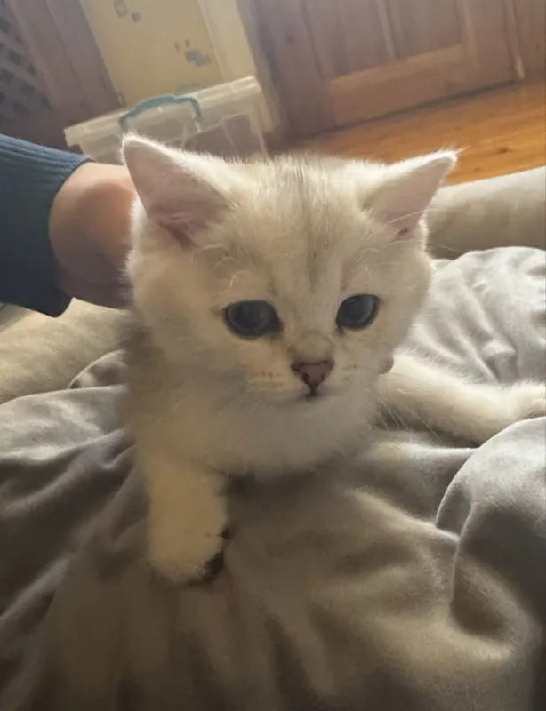 Котята Скотиш Страйт Серебристая Шиншилла