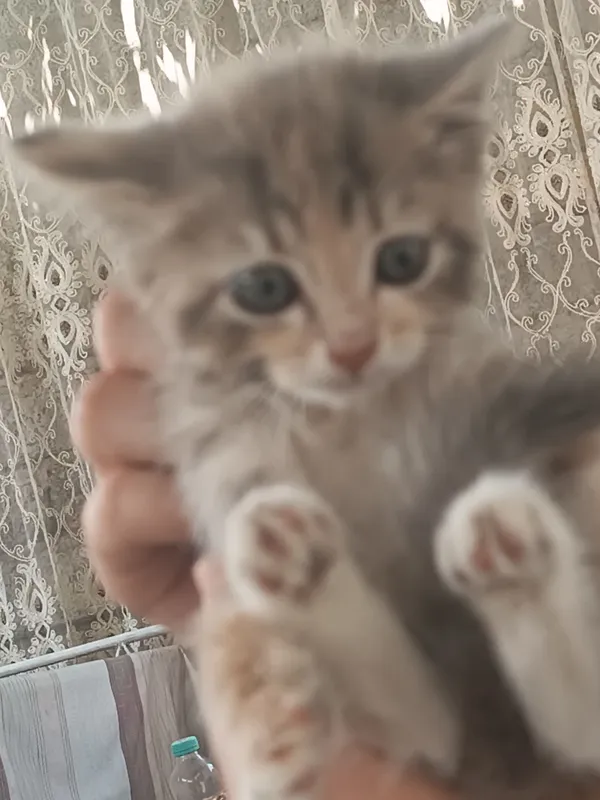маленький котёнок 1
