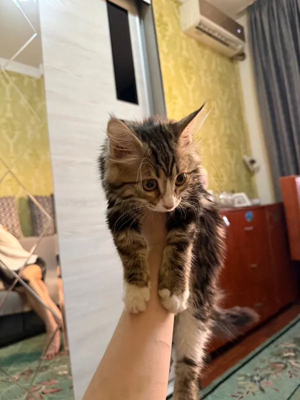 котёнок двух месячный 3 котёнок двух месячный 3