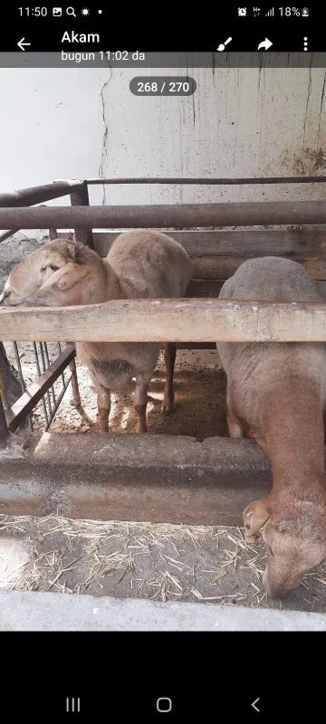 Qurbonlikka semiz qochqorlar