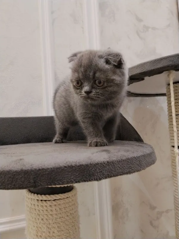Котята домашние, британский и шотландская 2
