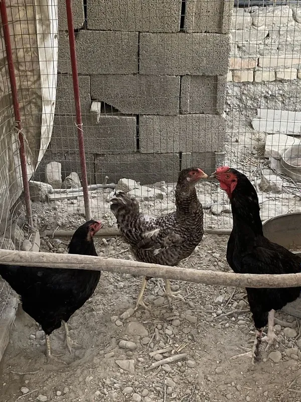 Kulangi xoʻroz blan tovuqla sotiladi — фото 3
