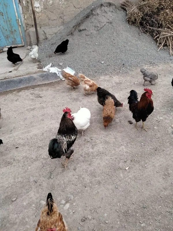 Satiladigan jaydari damashni tauiqlar bor 4