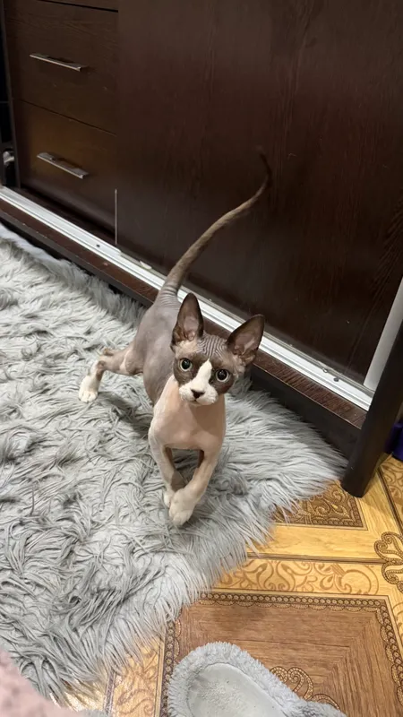 Продам кота Сфинкс 4 Продам кота Сфинкс 4