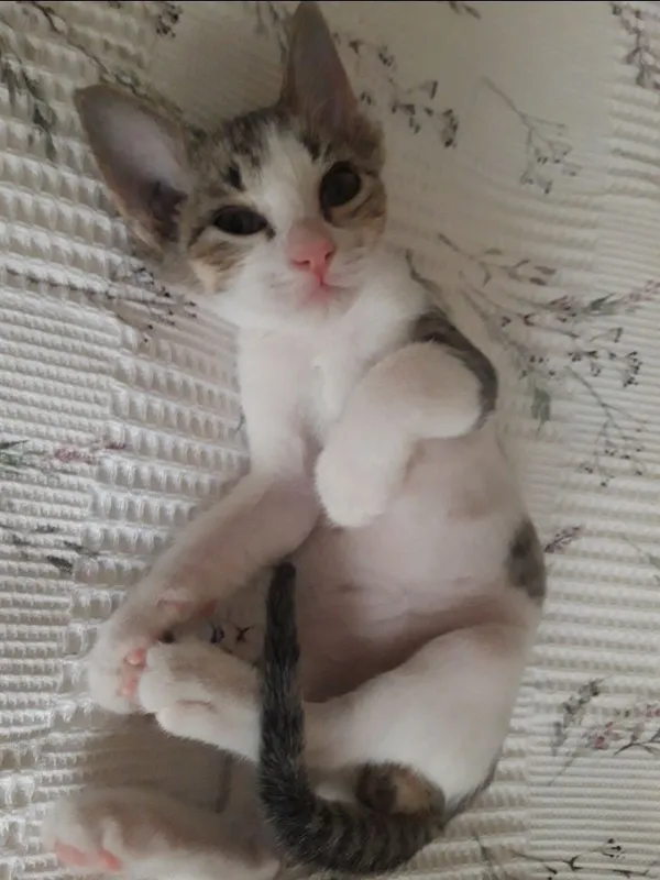 Котята в добрые руки. 1 Котята в добрые руки. 1