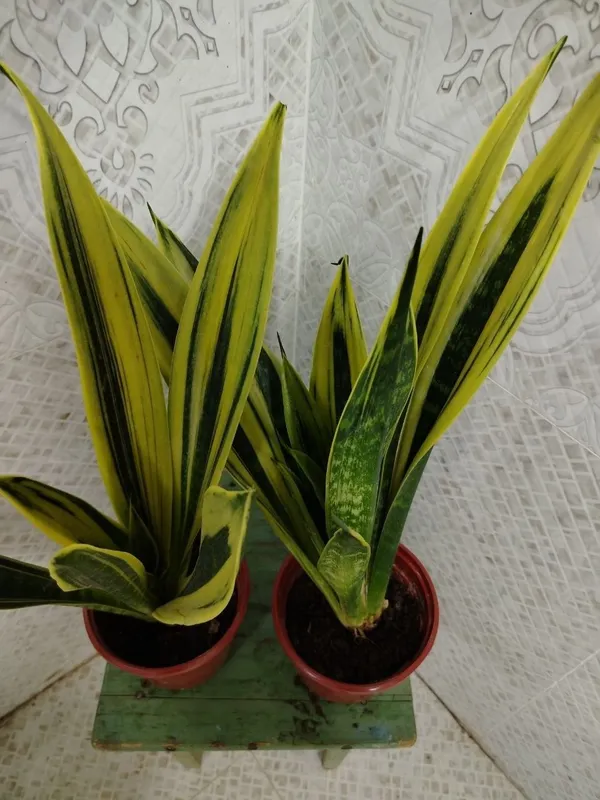 Продам цветы, Gullar sotiladi, Низкие цены — фото 4