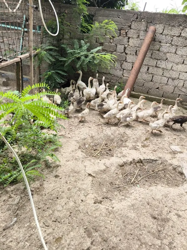 Продаются гуси, индюки, куры/ g'ozlar, tovuqlar va kurkalar 2
