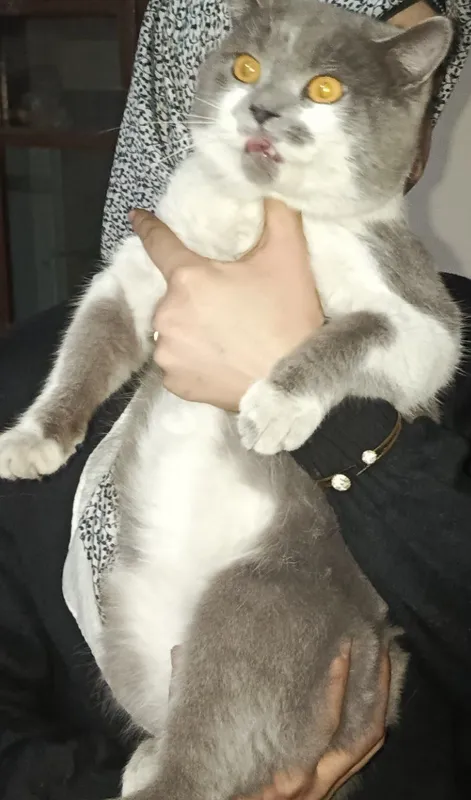 400 ming kelishamz. British Shorthair. Fargʻonada 2 400 ming kelishamz. British Shorthair. Fargʻonada 2