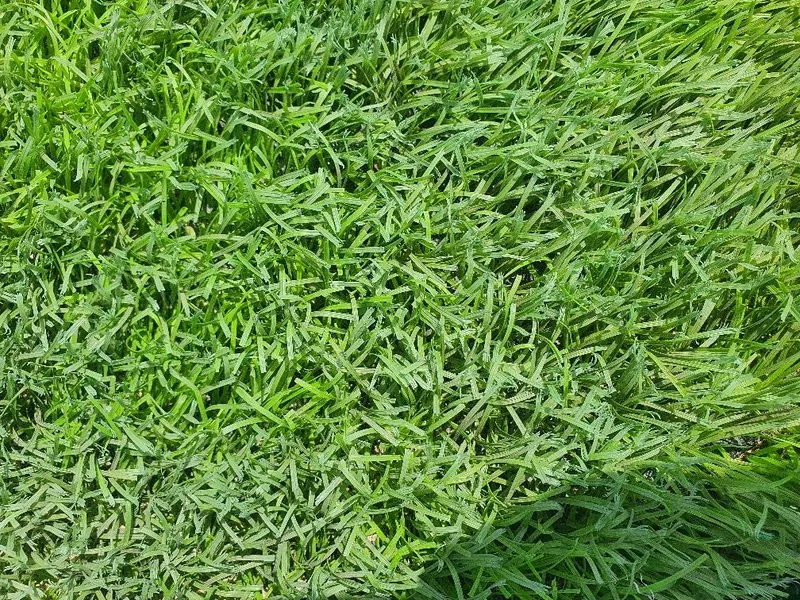 Suniy chim sotiladi suniy stadion uchun
