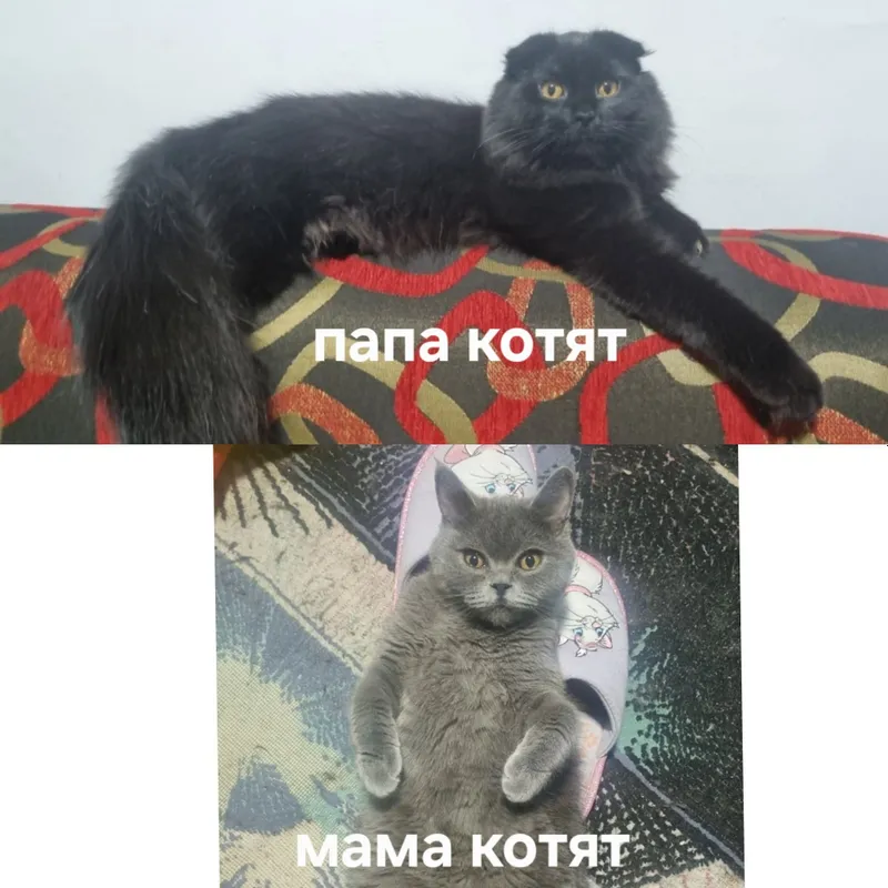 В добрые руки отдаём породистых котят скотишстрайт — фото 1
