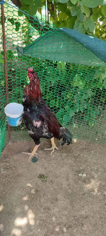 Бардовий сер жахил, тоза қон хўроз 2