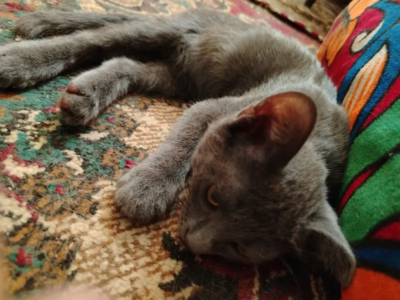 Котята в добрые руки — фото 2 Котята в добрые руки — фото 2
