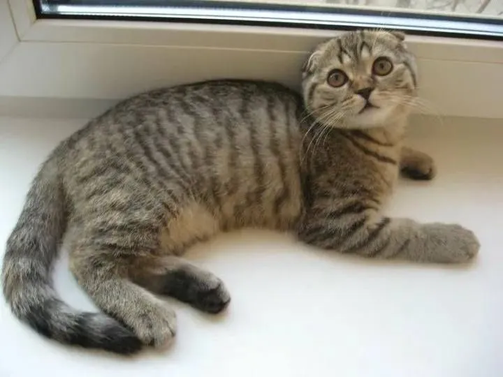 Скоттиш окрас табби